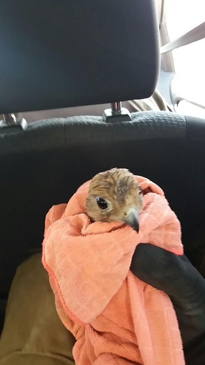 הבז המצוי שנתפס בל שבע (צילום: דוברות המשטרה)